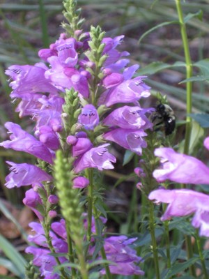 Obedient Plant